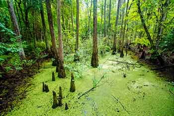 Louisiana Park Ranger Requirements